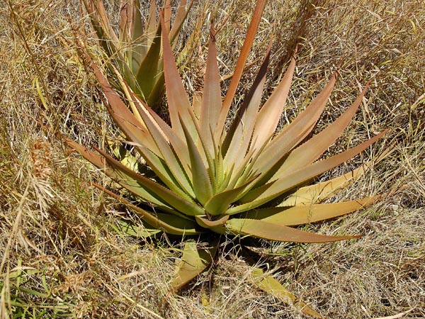Aloe macroclada02